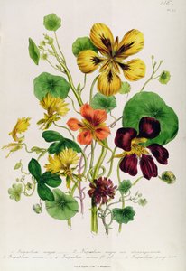 Nasturtium ، اللوحة 21 من "حديقة الزهور النسائية" ، تم نشرها عام 1842